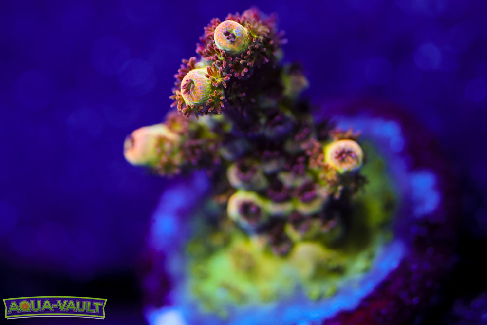 TSA Princess Peach Acro