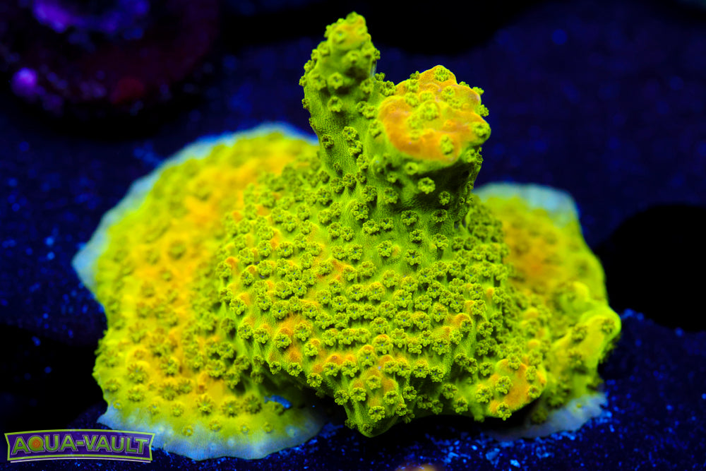 GB Shocktart Large Frag