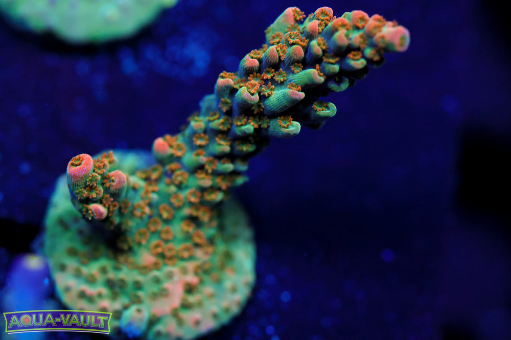 BC Frankenberry Acro