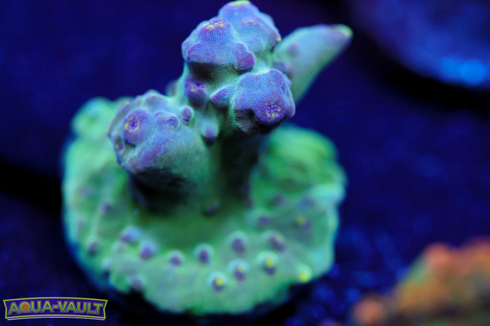 Raising Reef Blue Thunder Acro