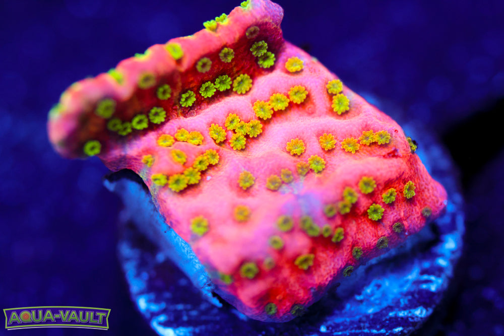 Tropic Thunder Monti