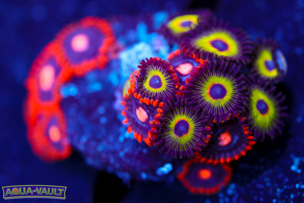 Snitches + Bob Marley Zoa