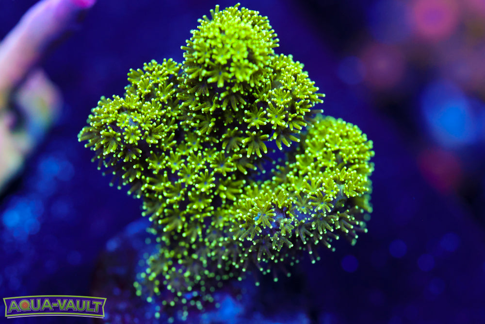 Radioactive Pocillopora