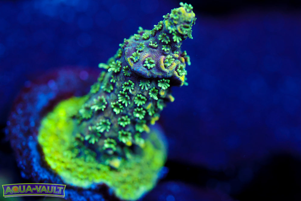 BC Conveyor Belt Fleshdunce