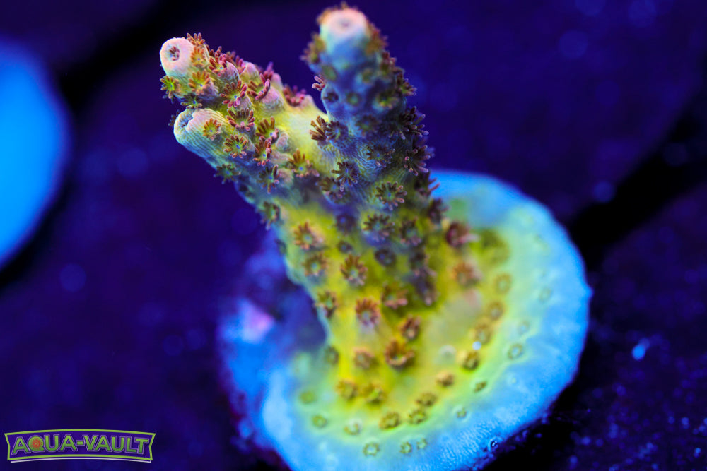 WWC Heart Breaker Acro