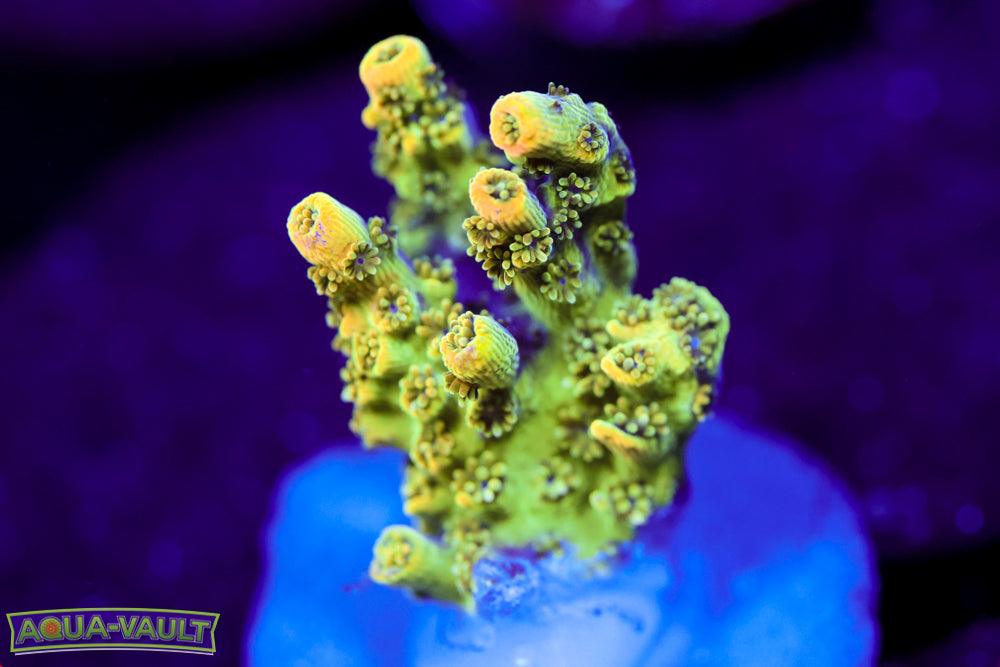 TSA Bill Murray Acro