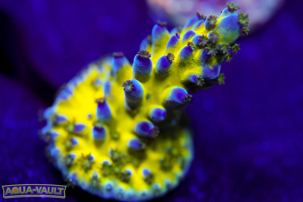 Nick's Purple Passion Acro