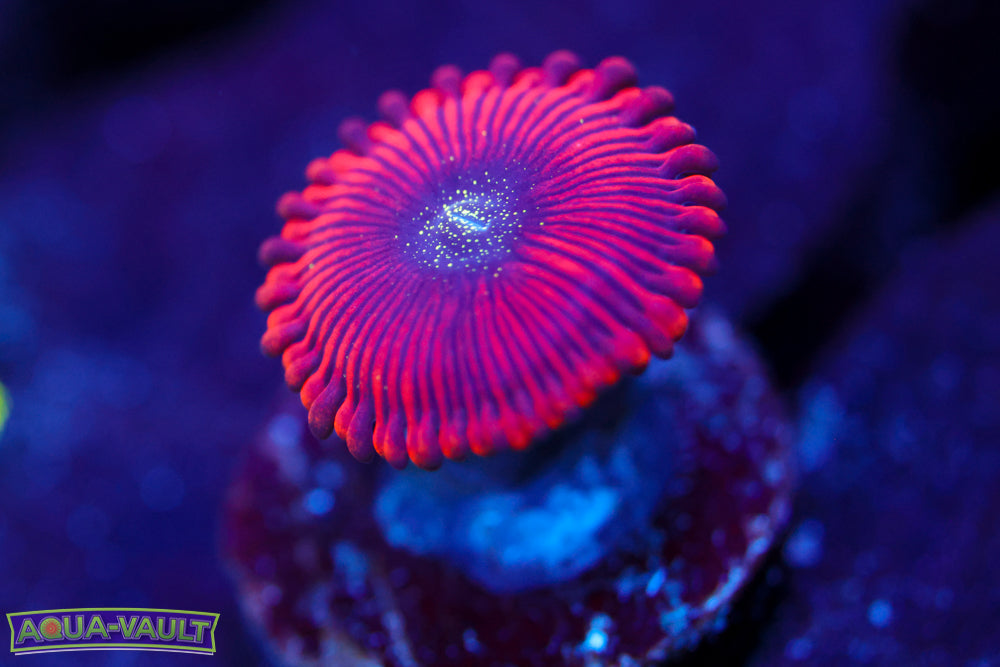 Magician Zoa