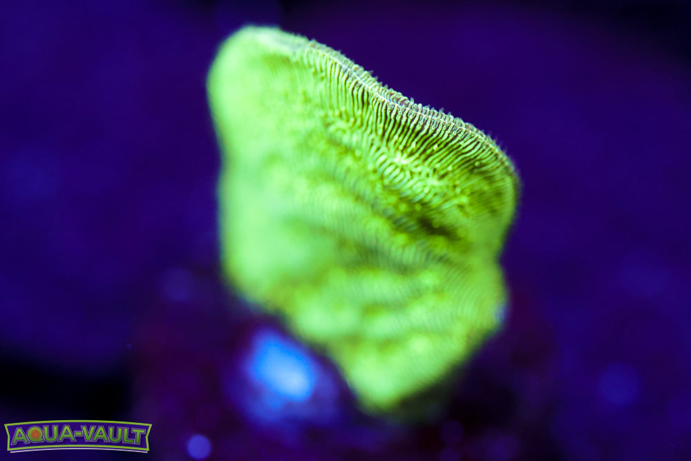 ORA Mint Chip Pavona