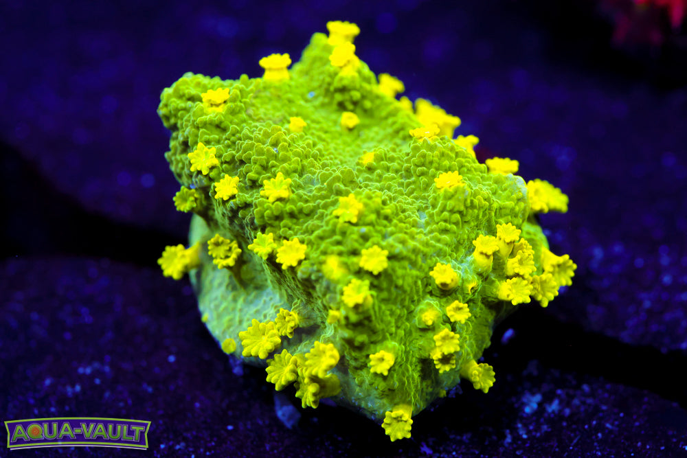 Glow Worm Astreopora