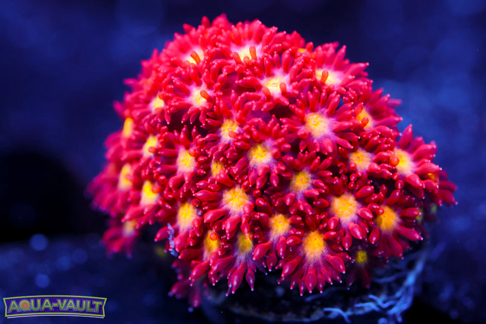 Combustion Micro Goni