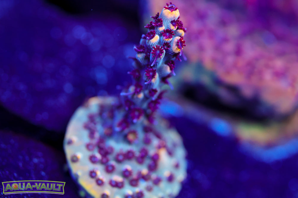 RMF Tiger's Blood Acro