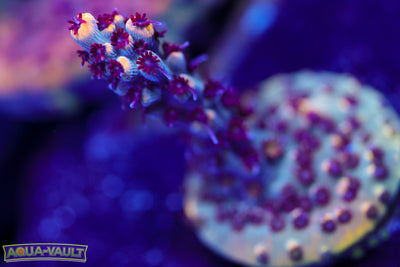 RMF Tiger's Blood Acro