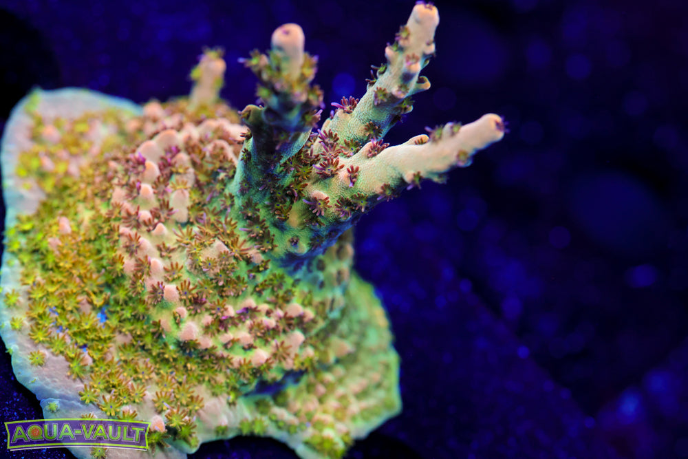 Gregg's Unicorn Acro