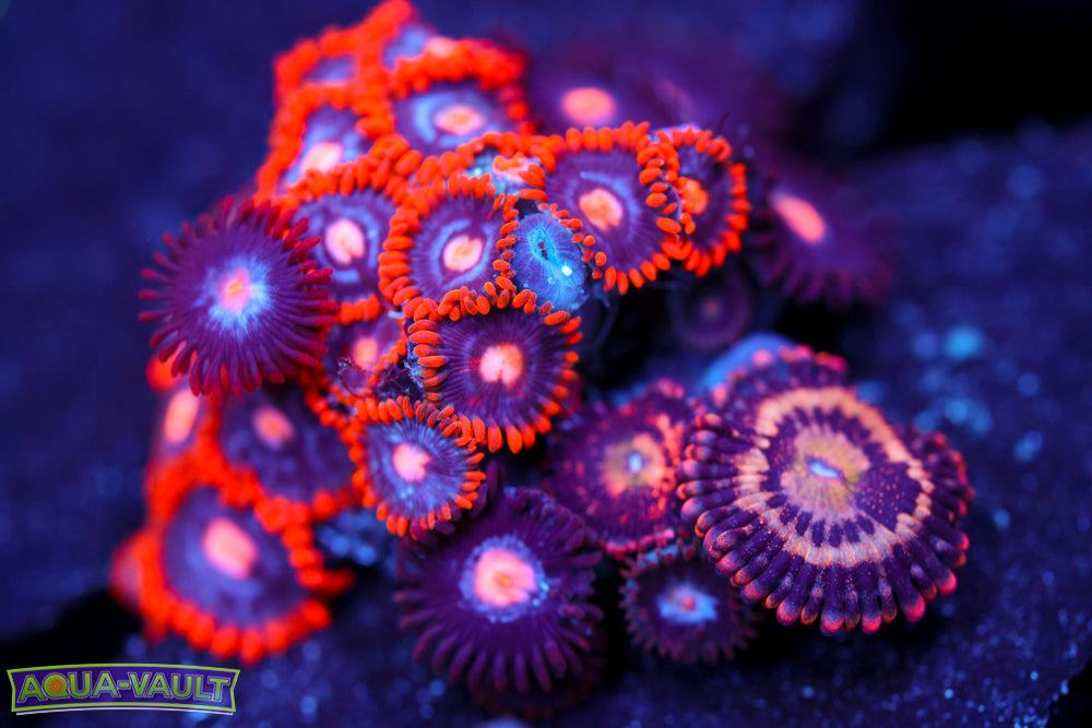 Snitches + JF Cry Baby Zoas