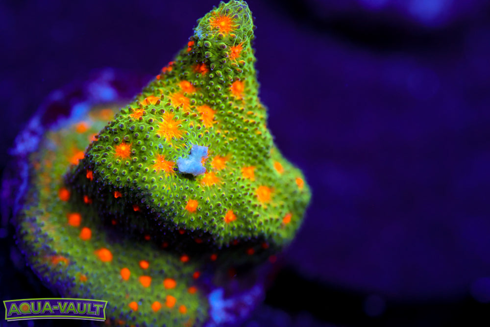 Harvest Moon Psammocora