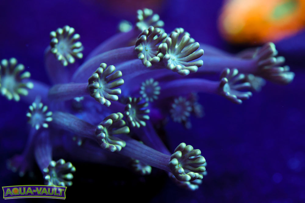 Lime Green Daisy Alveopora 1