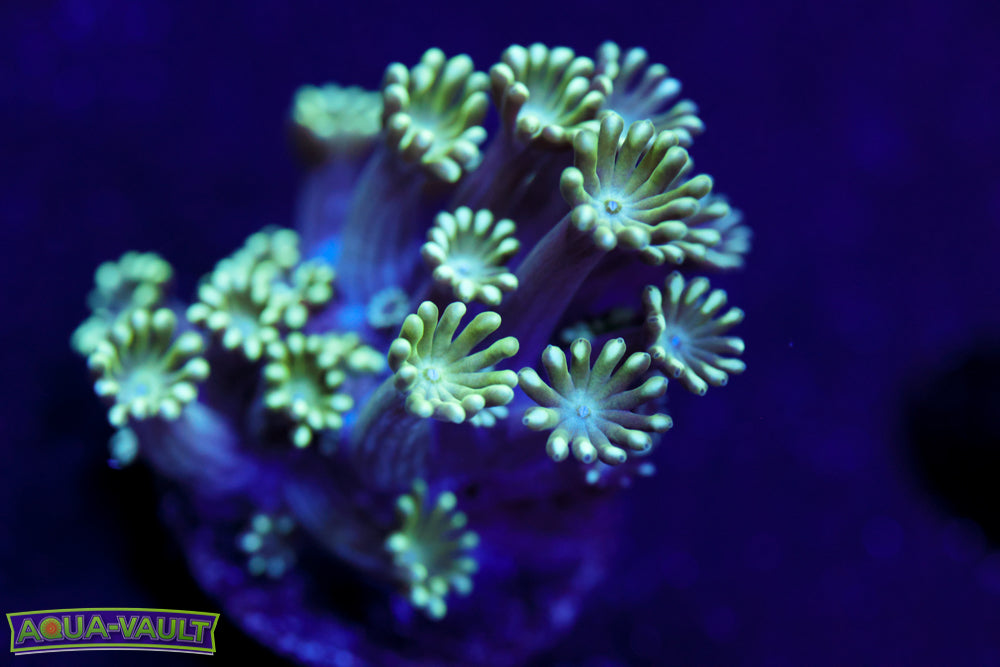 Lime Green Daisy Alveopora 2