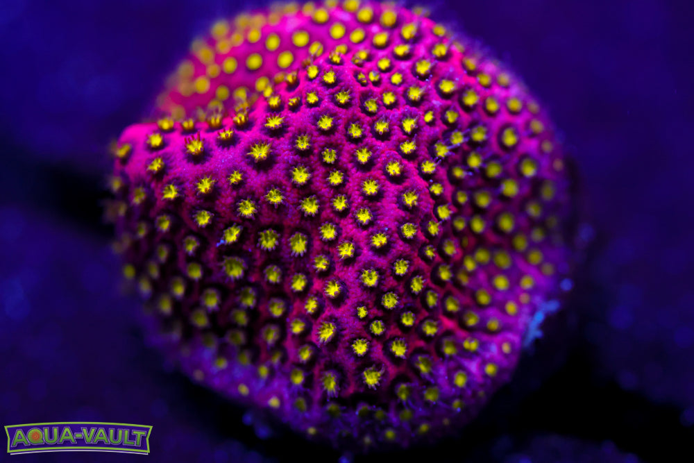 Electric Daisy Stylocoeniella