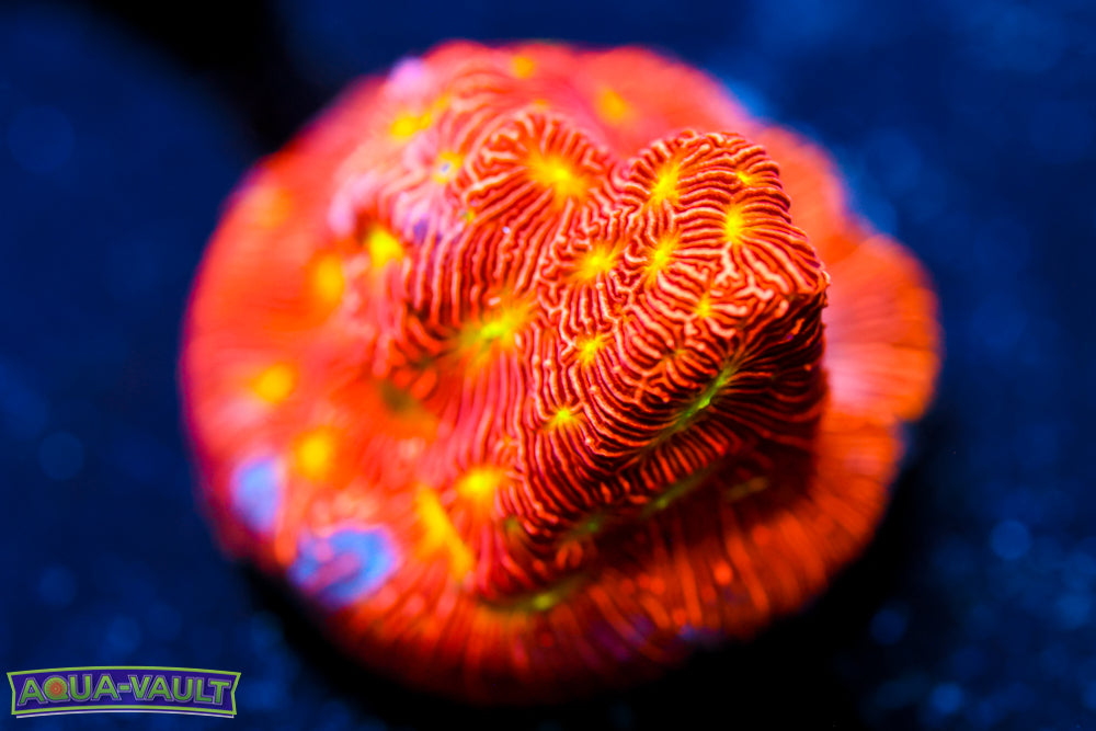 Jack o' Lantern Lepto