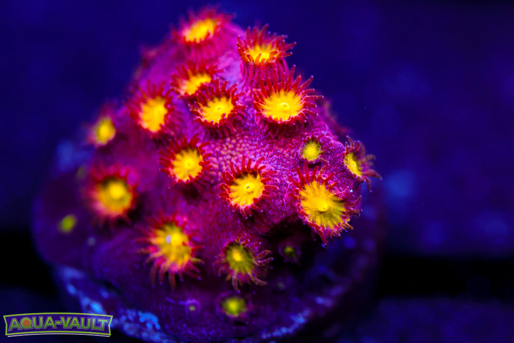 Bling Bling Cyphastrea