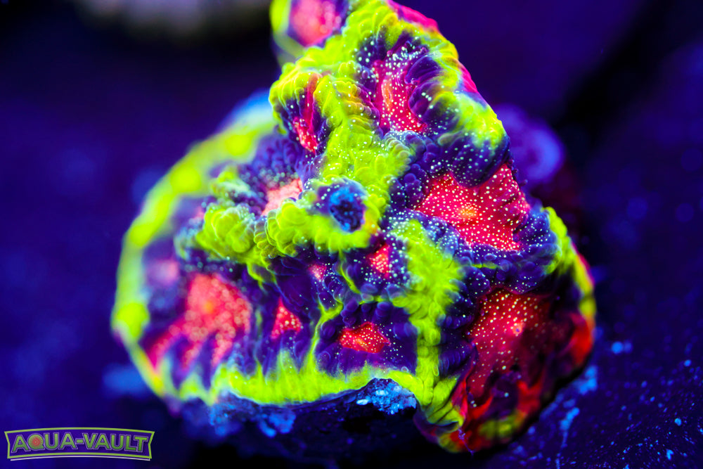 CV Rainbow Venom Favia