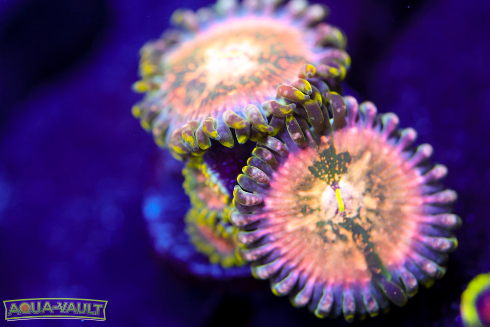 Cosmic Hawaiian Zoa