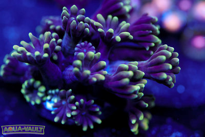 CV Black Hologram Alveopora $$$$