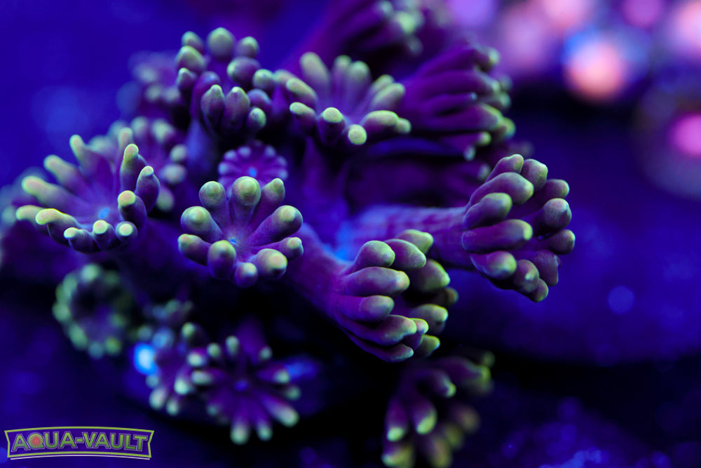 CV Black Hologram Alveopora $$$$