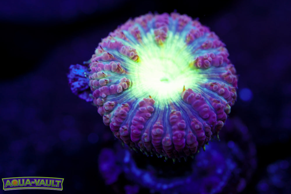 Purple and Green Blasto Welsi