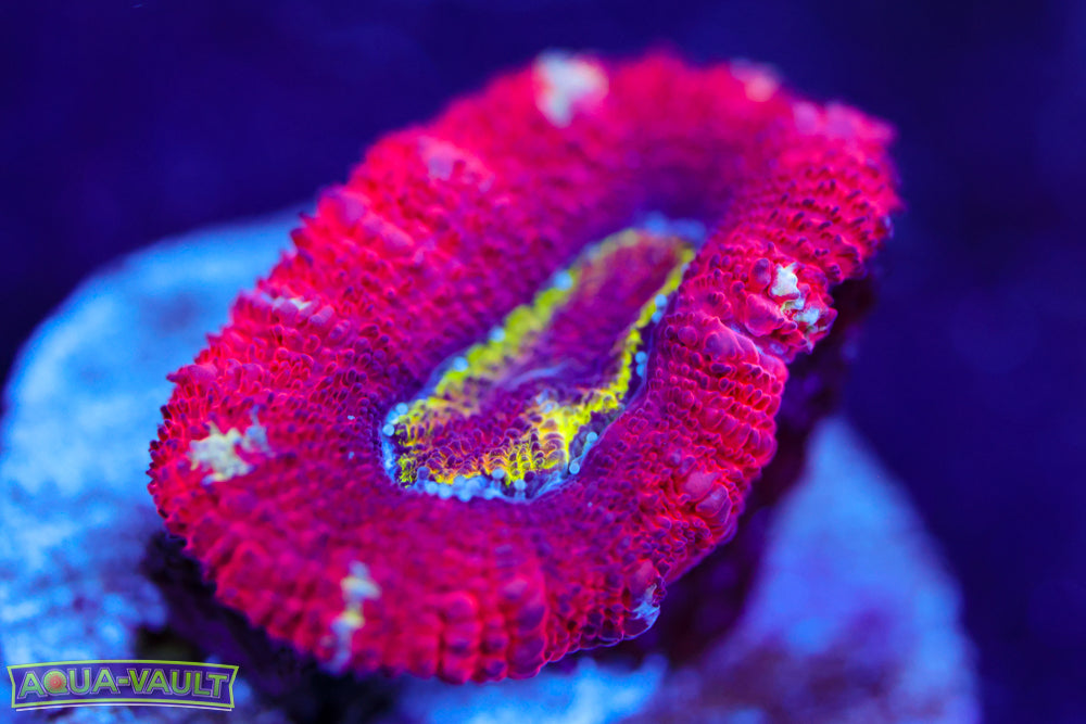 Evil Eye Rainbow Acan