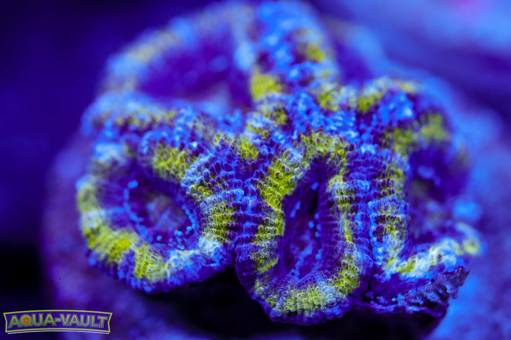 Alien Eye Acan
