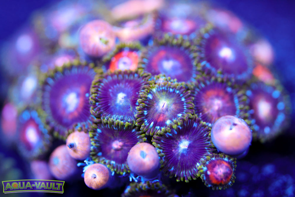Ultra Nipple Zoa Colony