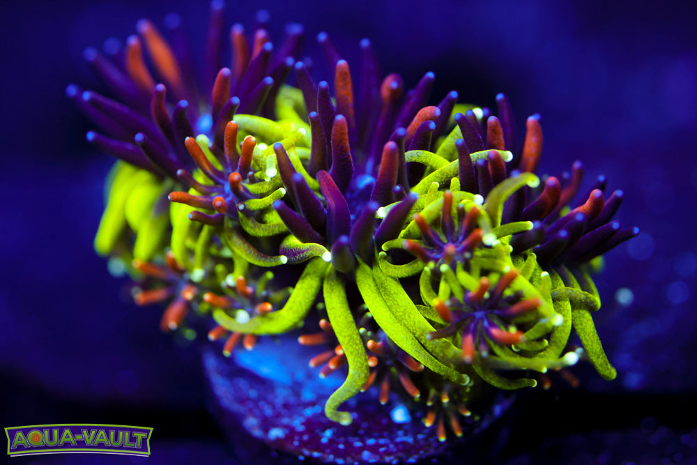 Sonic the Hedgehog Galaxea