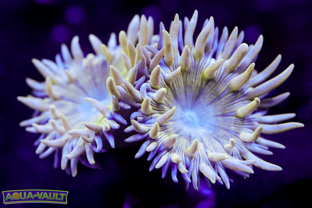 Two Head Branching Duncan Coral