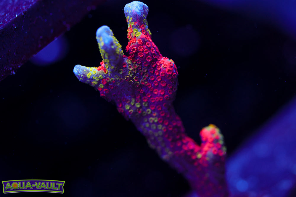 WWC Contraband Digitata