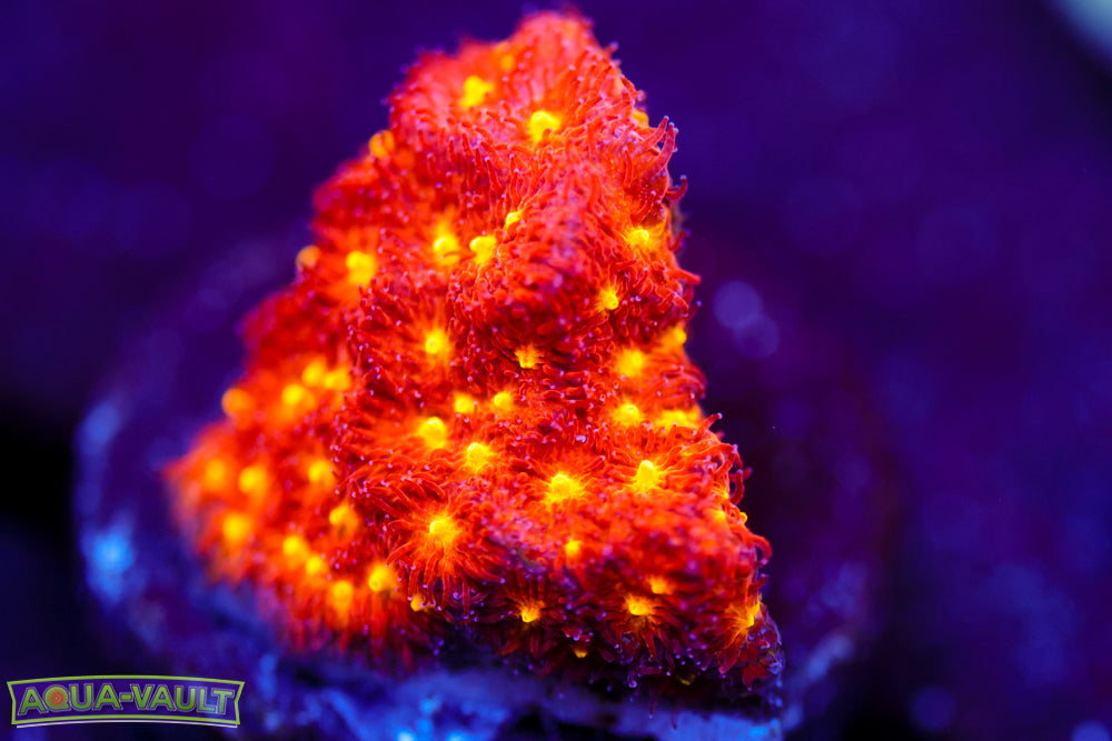 Autumn Harvest Psammocora