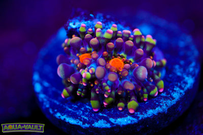 Double Baby CV Animal Bean Bag Bounce $$$$