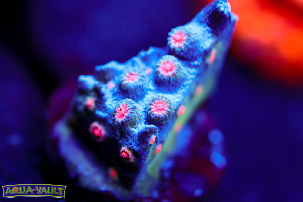 ECC Candy Land Cyphastrea