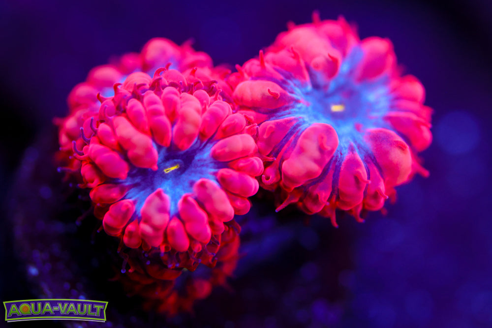 Superman Blasto Merletti