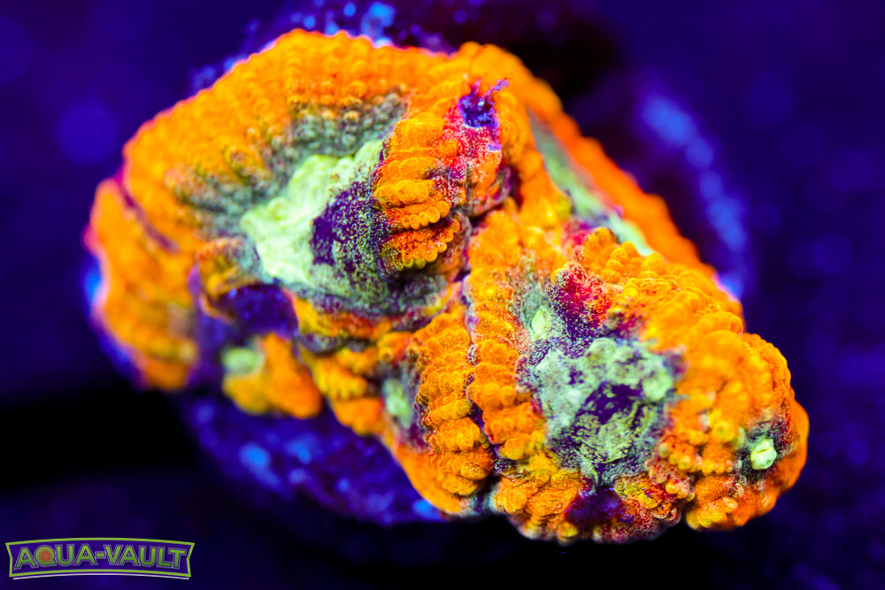 Yellow Submarine Favia