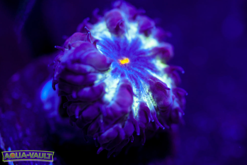 Black Raven Blasto Merletti