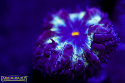 Black Raven Blasto Merletti