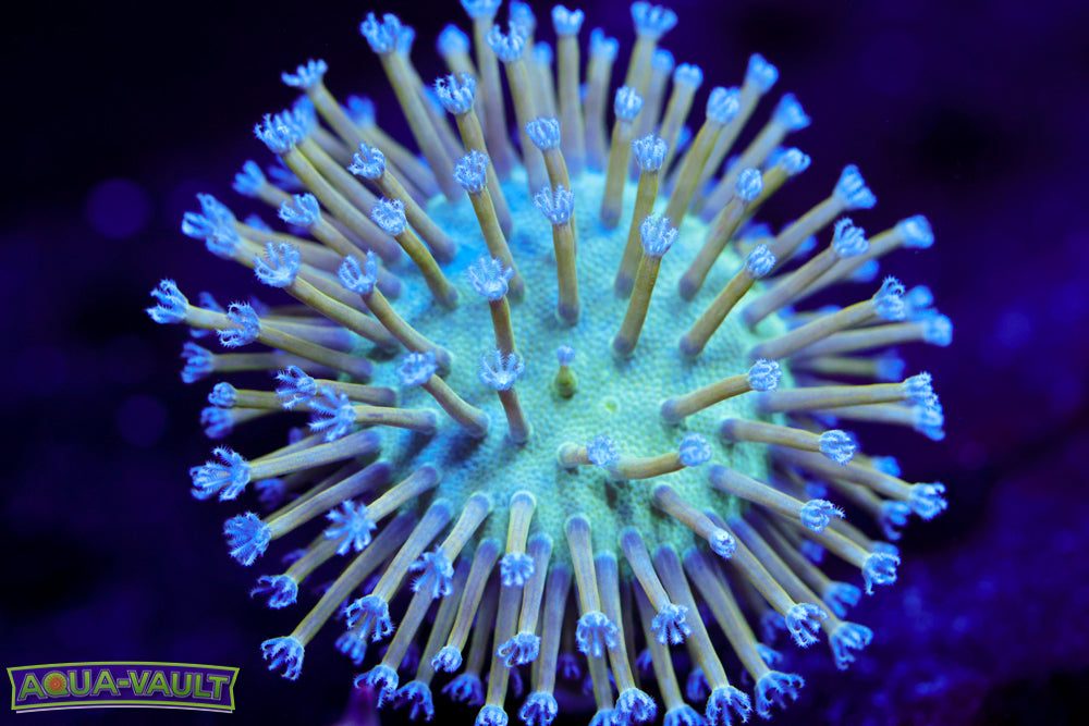 Blue Toadstool Leather