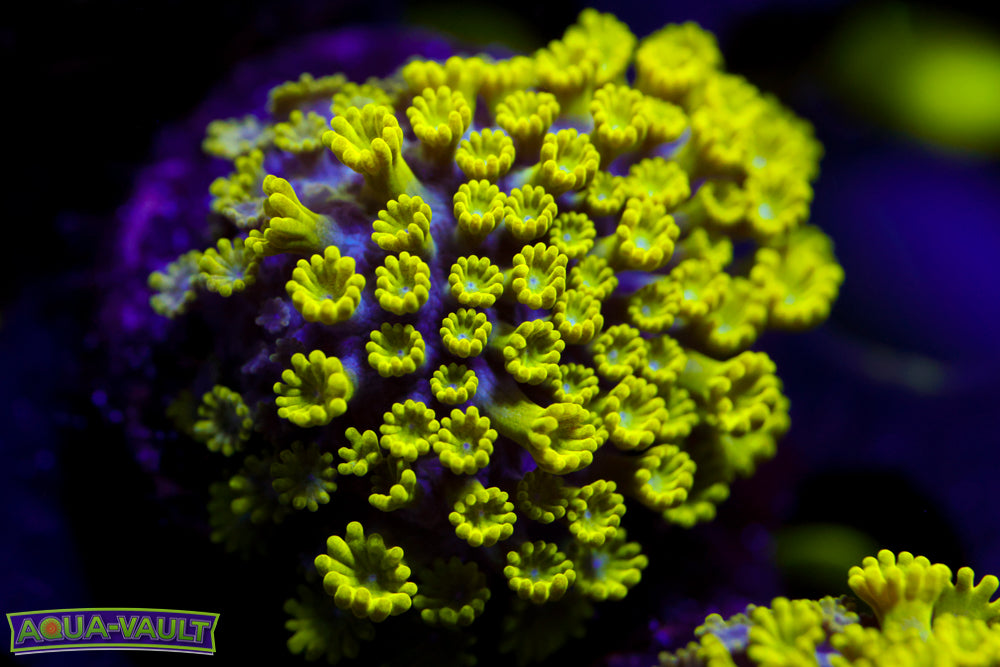 CV Grouch Micro Alveopora