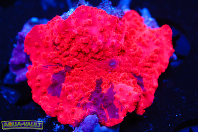 Deadpool Eclectus Mushroom