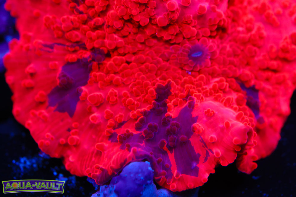 Deadpool Eclectus Mushroom