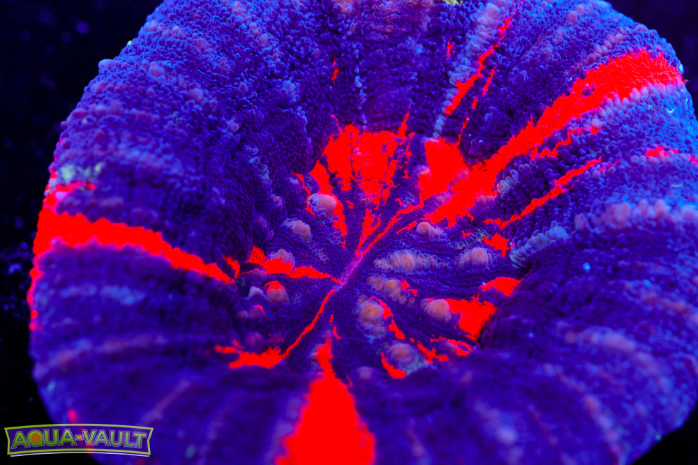 War Paint Scoly Large