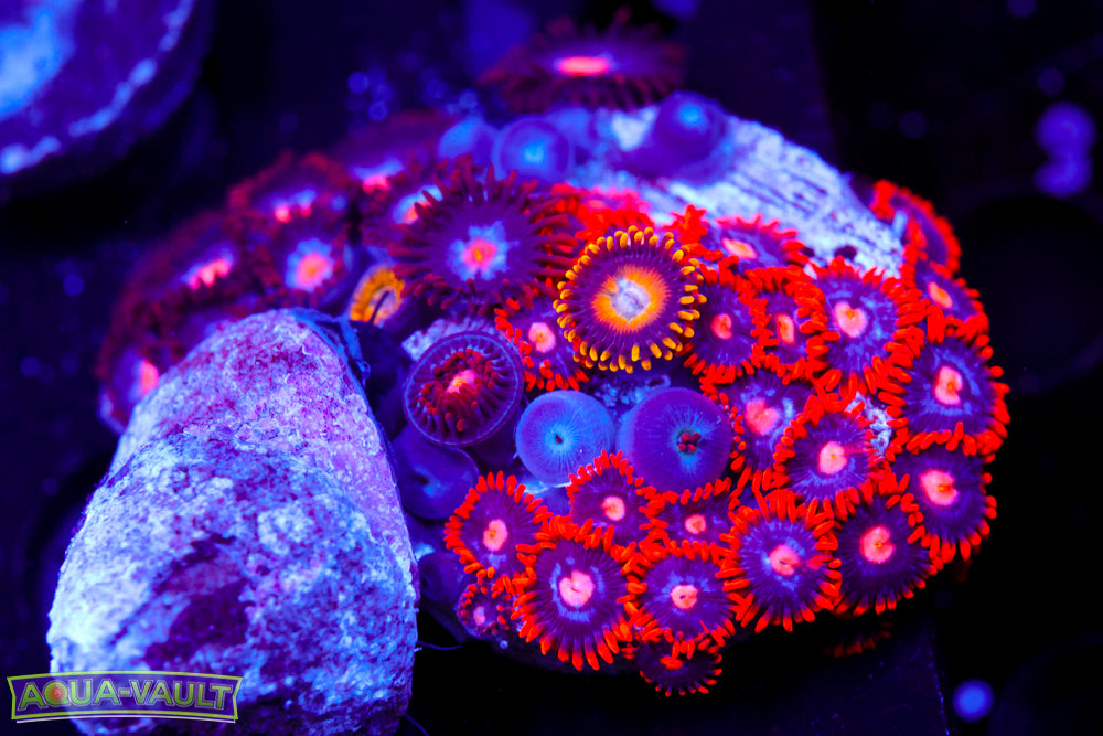 Mystique + Snitches Zoas 1