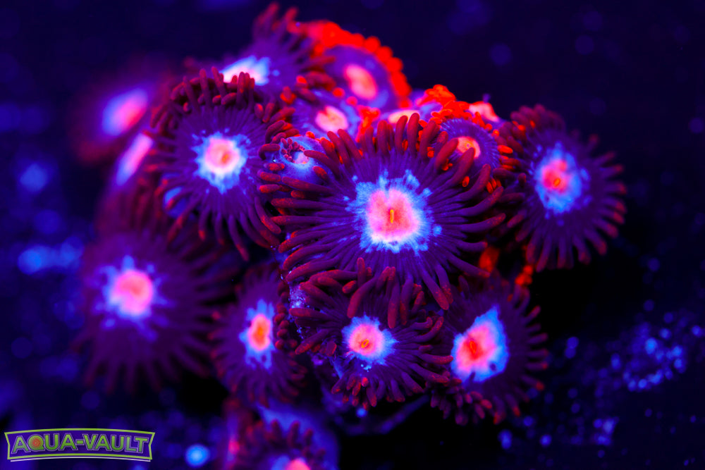 Mystique + Snitches Zoas 2